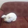 rabbitcurioso