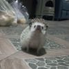 lau_jr36