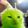 its_n0op