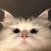alicechuanbiancom18
