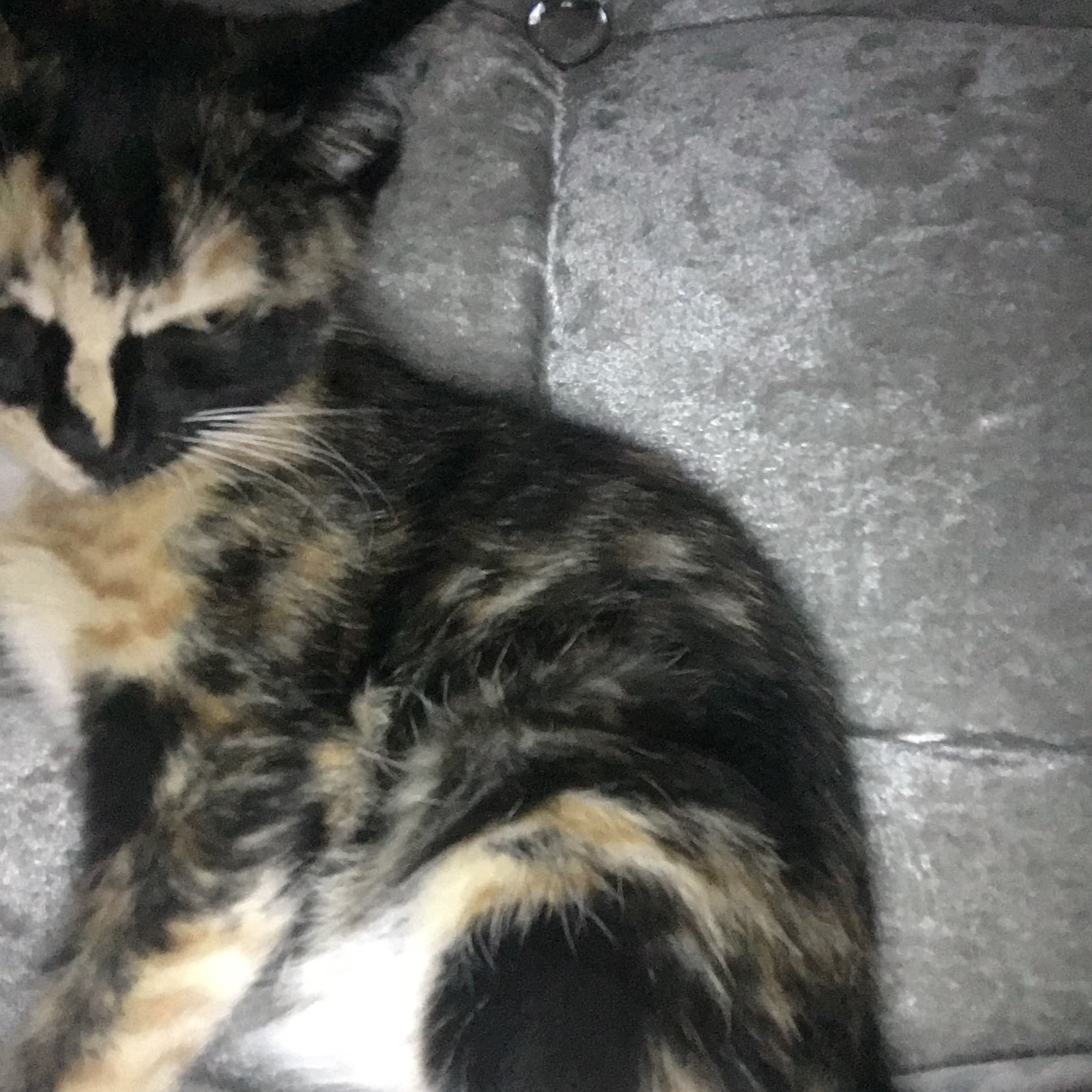 nala_the_kitty0