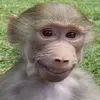 gnomus420