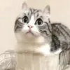 kosharin0