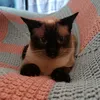 whinniebennie