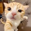 ahleapheng8