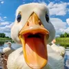 ductuany16fz