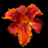 nana.zenap