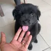 sieucapvippro9999