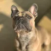 henrithefrenchbulldog