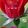 hossain842