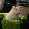 lattehamster