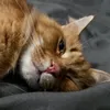 sam_p27