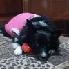 terezaaraujo60