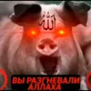 ishachok14888