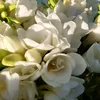 potsoclo