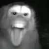 ndaritos