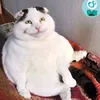 fatty_mlem