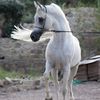 زياد /مربط الاكحل 🐎