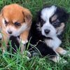 love dogs