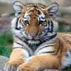 floofy_tiger