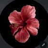 ilwt_4