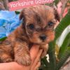 yorki_maxcotas