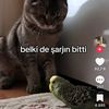 sensizolmayibilirmisin