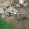 froggyfrogribbit