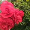 leonildespereira2