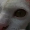 aiisen