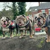 3britishbulldogs