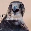 alatilal1