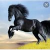 horses_156