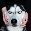 thehuskymoon_