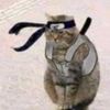 catachicuchiha