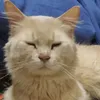 bjdandcats