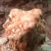 minihoppsaren