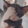 fattiger01