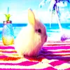 flamingo_check7