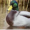 professormallard