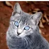 chernogrivka_cat111