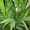 lenelopes5225