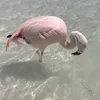 shelly_xx7
