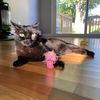crazycatladysavinglives