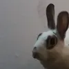 pdwgrf