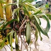 doi_vo_thuong3979