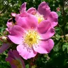 moli_771