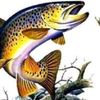 slaneyfishing.com