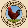 criatoriojuniorcardoso