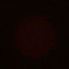 armando_coguox